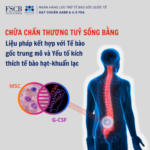 Chữa chấn thương tuỷ sống bằng tế bào gốc trung mô